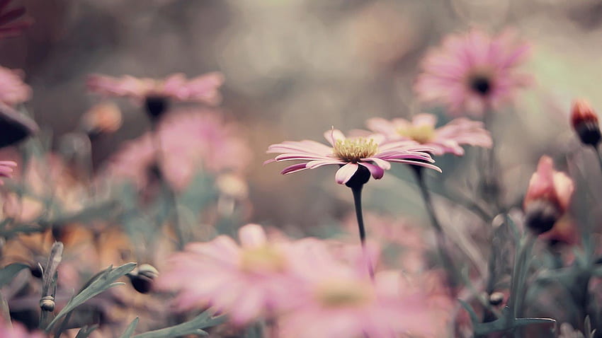 Vintage Flower in Collection, Vintage Flowers graphy HD wallpaper | Pxfuel