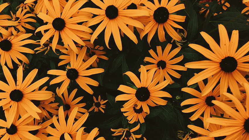 Coneflowers, Flowers, Flowerbed, Many - Aesthetic, Orange Aesthetic HD wallpaper