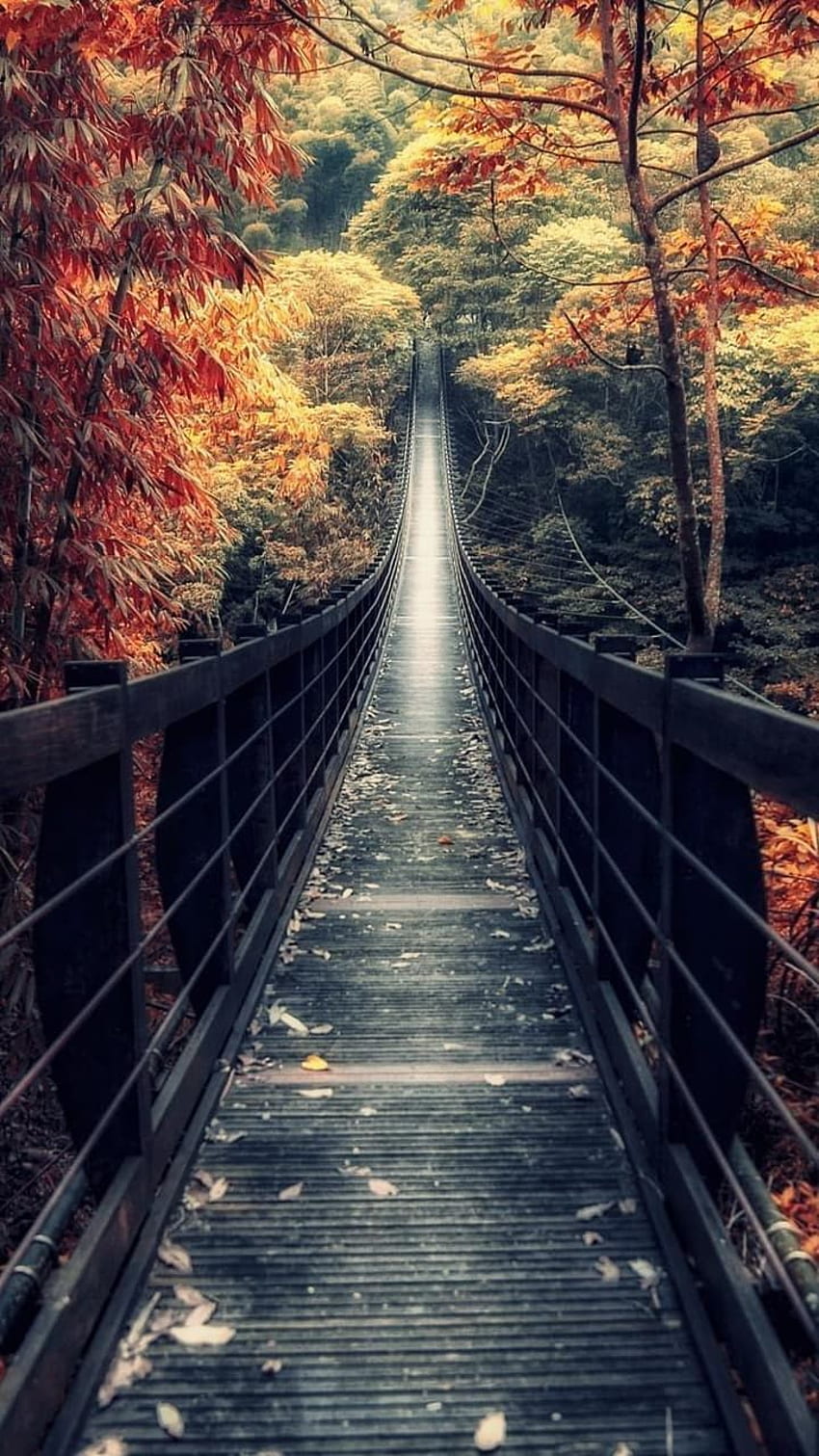 Voll: Brücke im Wald, Handy, Blumen, Natur, Herbstbrücke HD-Handy-Hintergrundbild