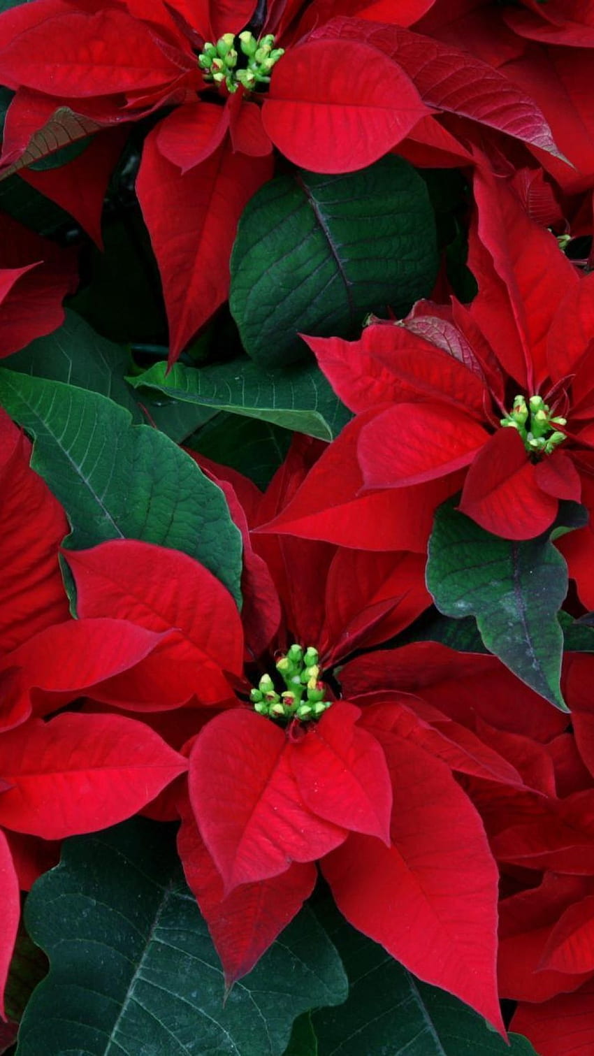 Poinsettia Flowers Herbs Leaves Red Close Up, Christmas Flowers HD phone wallpaper