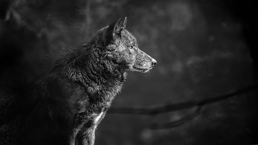 Wolf Lone K HD тапет
