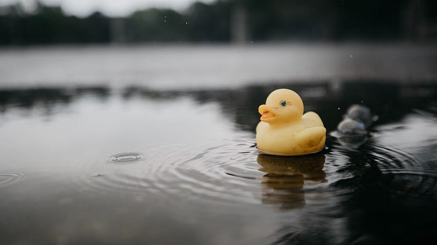Rubber Duck, Duck, Toy, Puddle, Water - Rubber Ducky In Puddle - - HD wallpaper