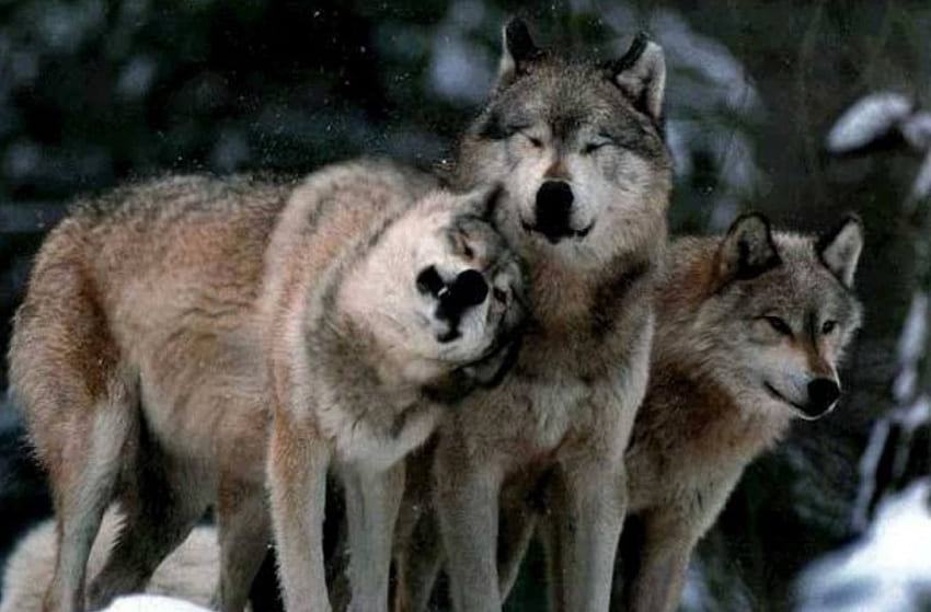 WOLVES IN WINTER COAT, winter, coat, Wolves, animals, snow, nature HD ...