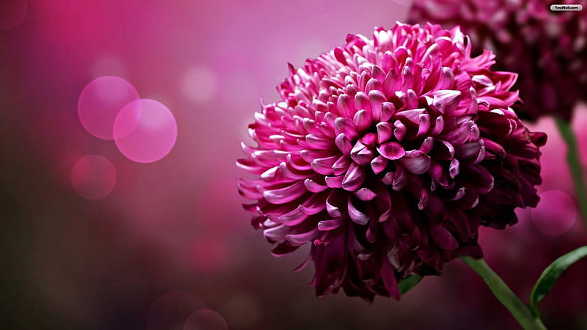 Purple Flower Full . Melhores flores, Belas, Floral HD wallpaper
