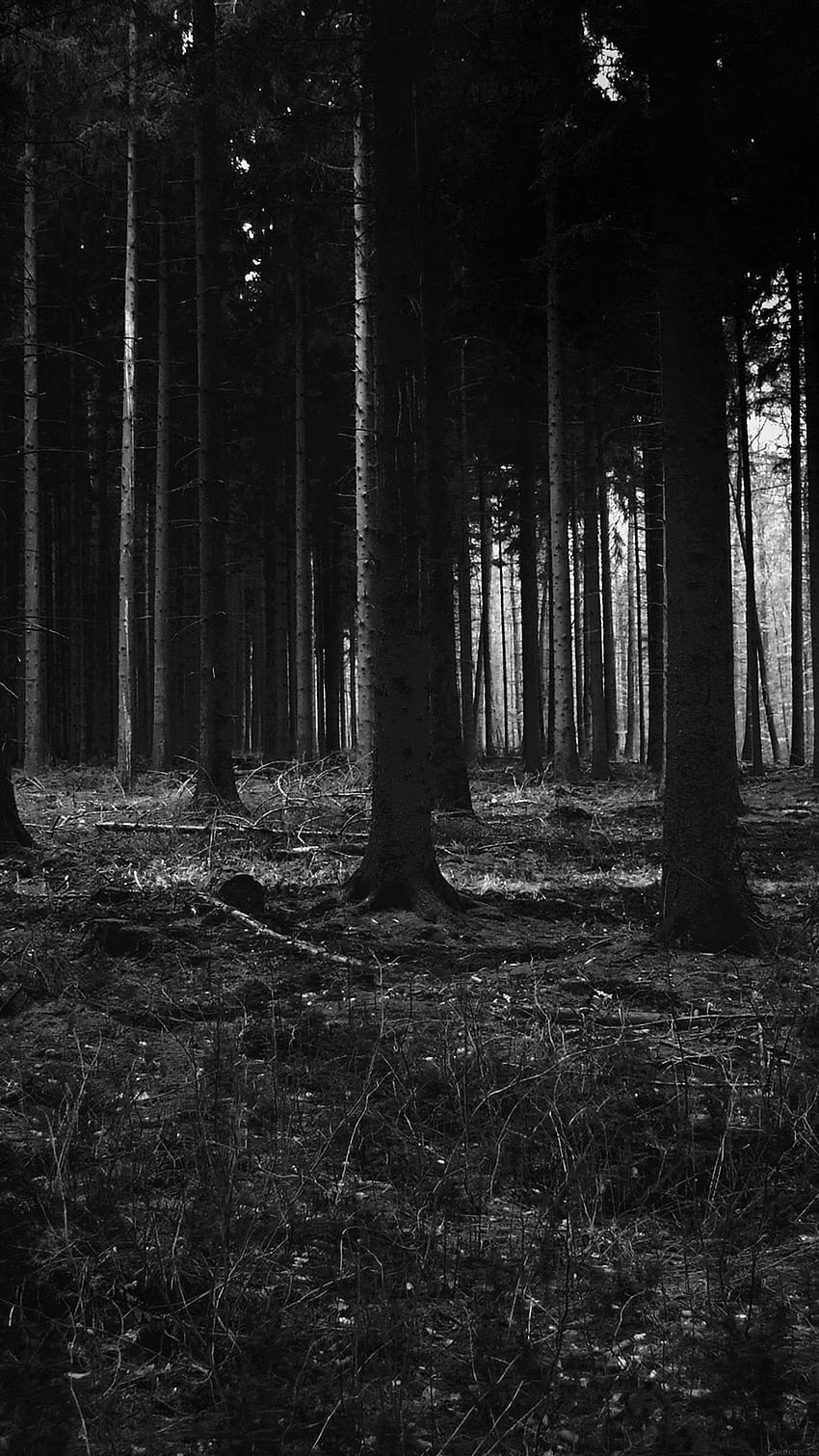 Forest Dark Scary Night Trees Nature Android HD phone wallpaper | Pxfuel