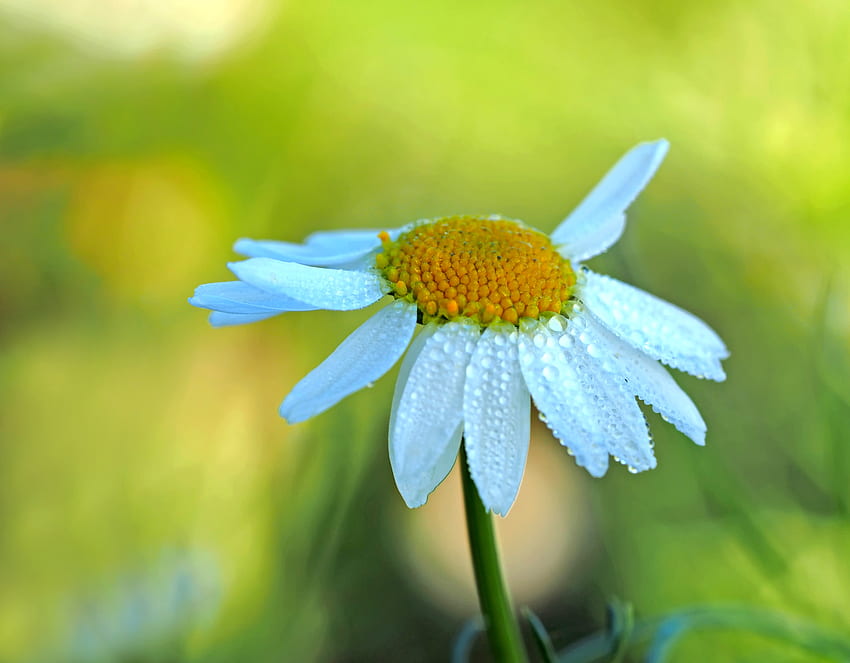 Kamille, Tropfen, Makro, Blütenblätter, Unschärfe, glatt, Kamille HD-Hintergrundbild
