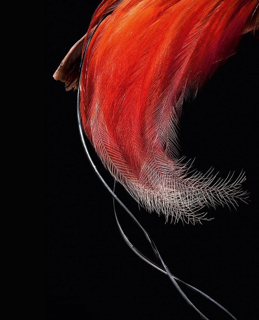 These Stunning of Feathers Will Tickle Your Fancy, Bird Feather HD phone wallpaper