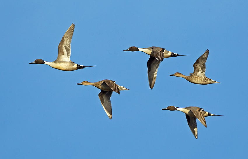 Trouble for Hunters? Delta Says Fewer Ducks in 2016, Delta Waterfowl HD wallpaper