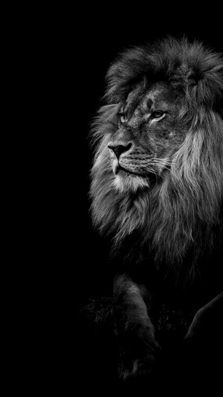 ブラック ライオン, ジャングル, 王, 動物 HD電話の壁紙