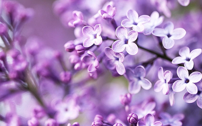 Lovely Lilacs, Lilac Flower HD wallpaper