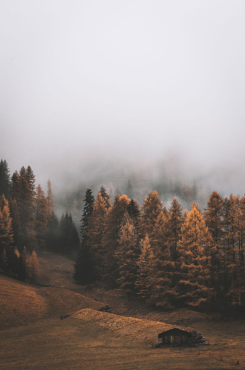 風景, 自然, 木, 秋, 森, 霧 HD電話の壁紙