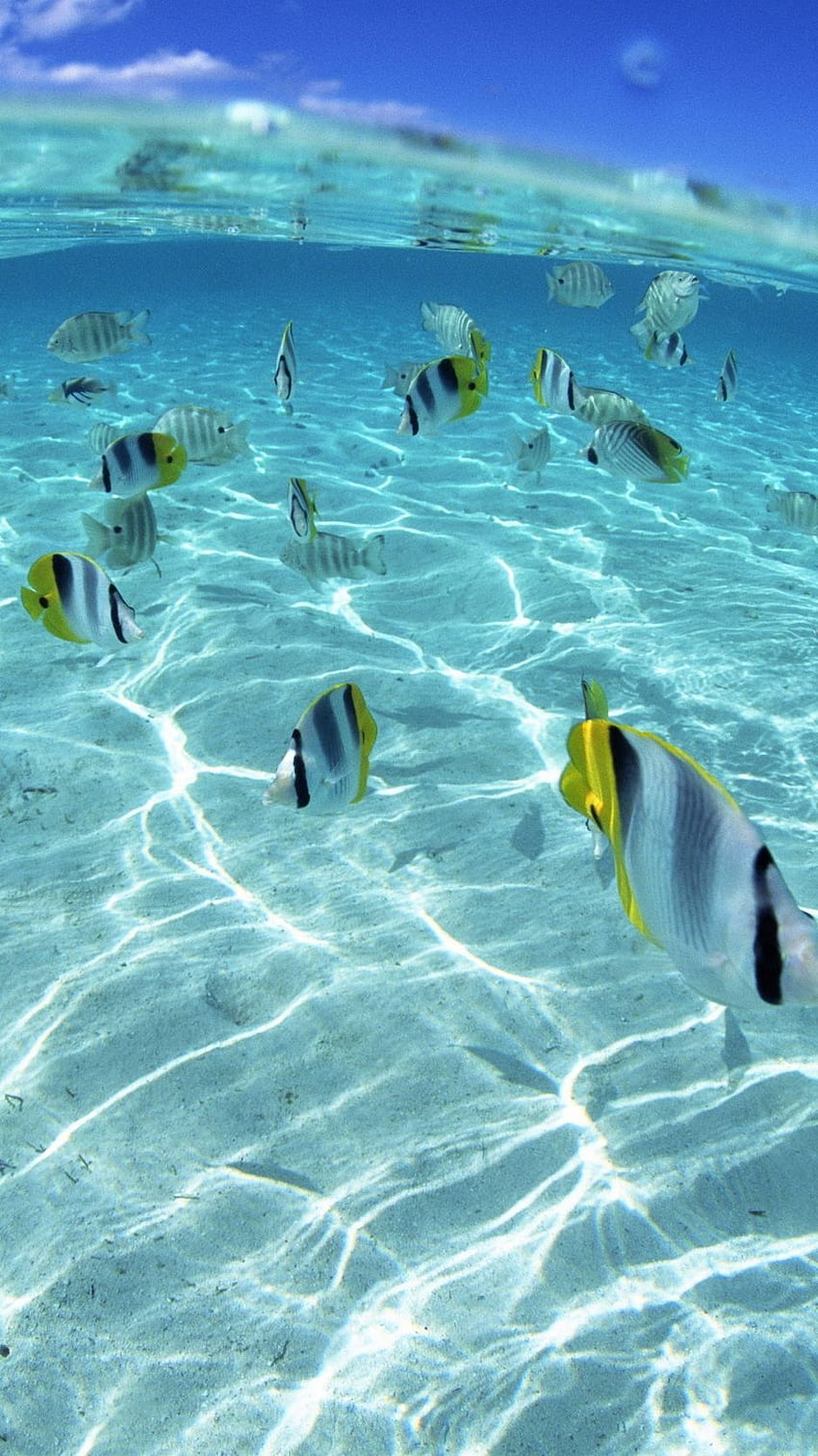 fish, flock, sea, shallow water HD phone wallpaper