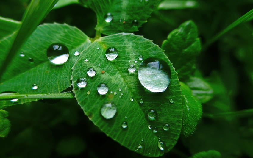Morning dew on the green leaves, macro - . HD wallpaper