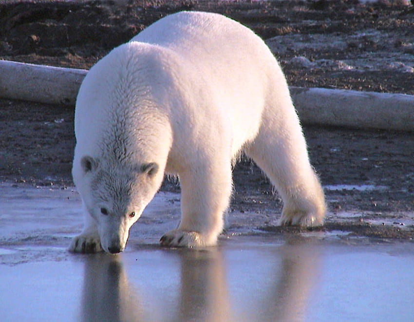 POLAR BEAR DRINKING, 북극곰, 물, 곰, 음주 HD 월페이퍼
