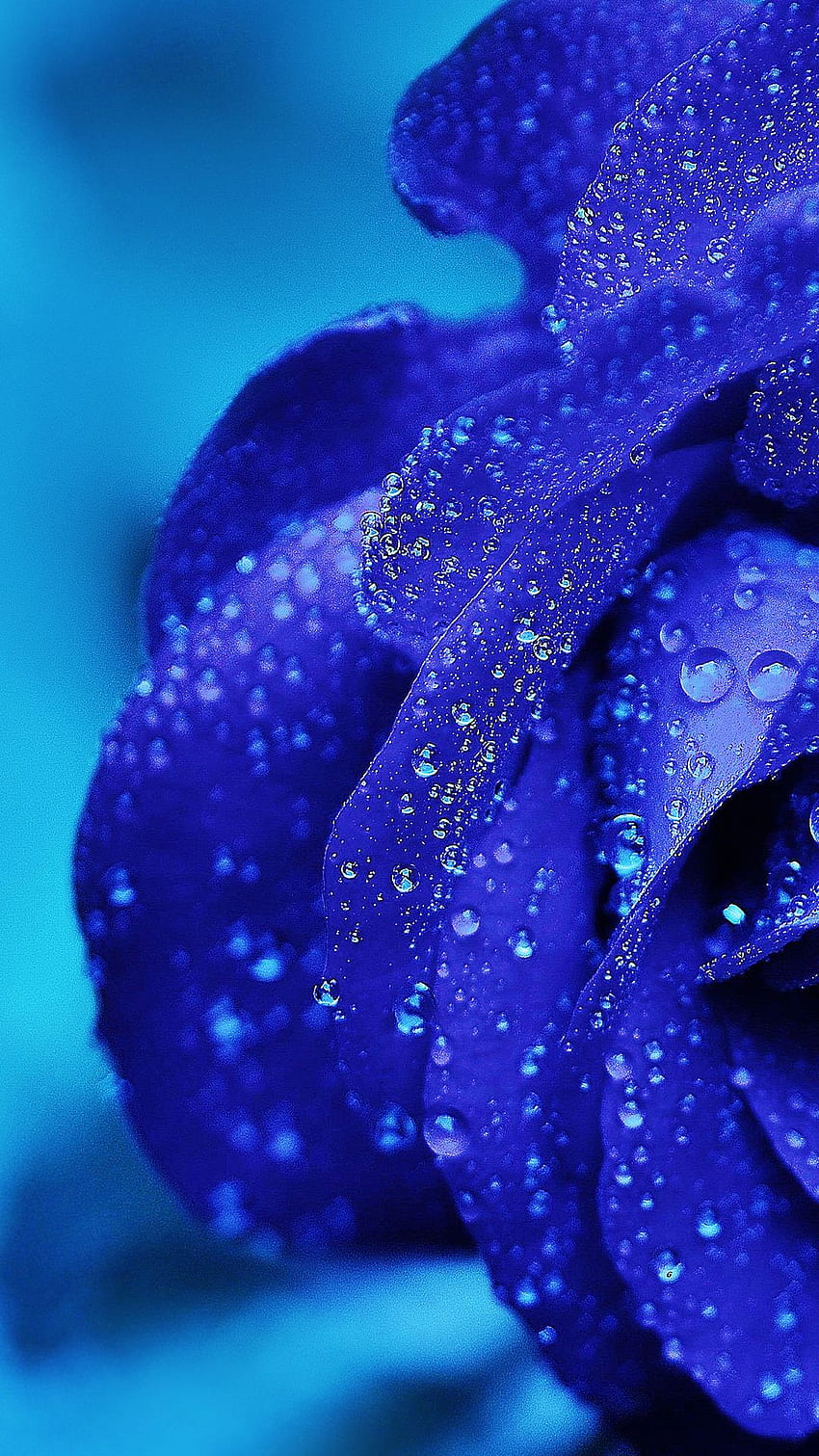 1080P Free download | Blue Rose iPhone Background HD phone wallpaper