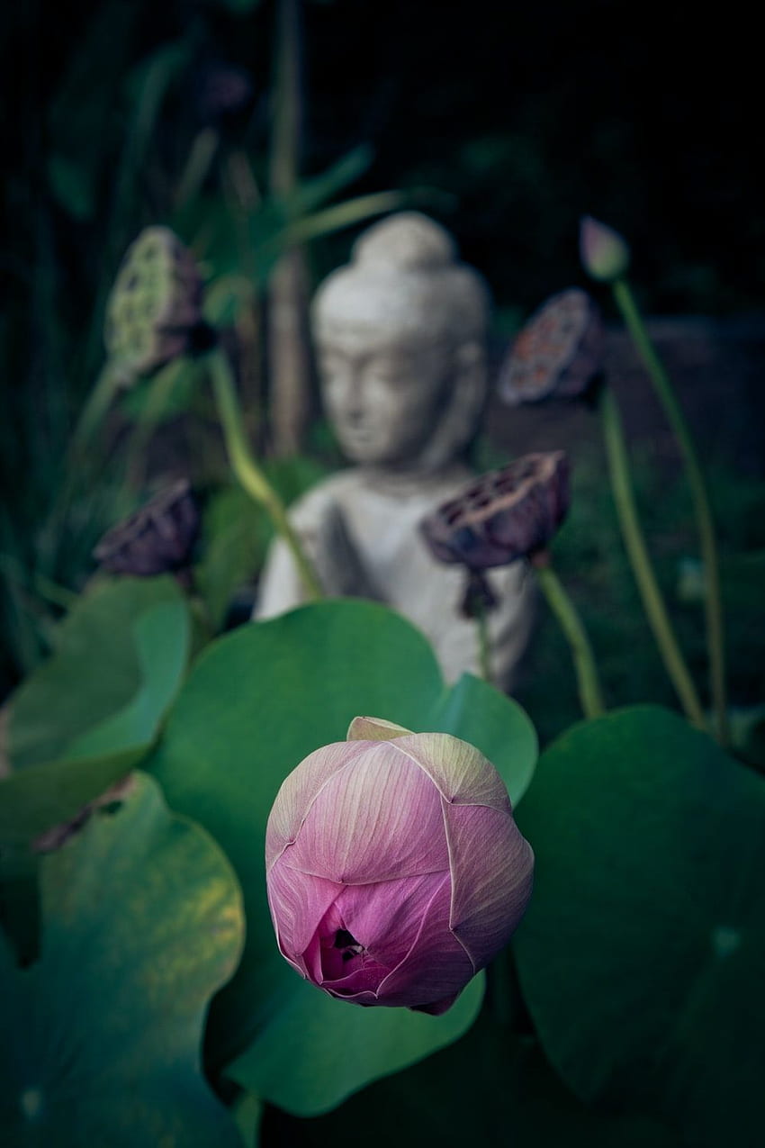 Lotus ., Буда Lotus Flower HD тапет за телефон