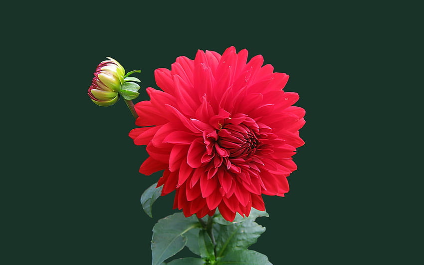 ดอกรัก, กลีบดอก, ใบไม้, สี, ก้านดอก วอลล์เปเปอร์ HD