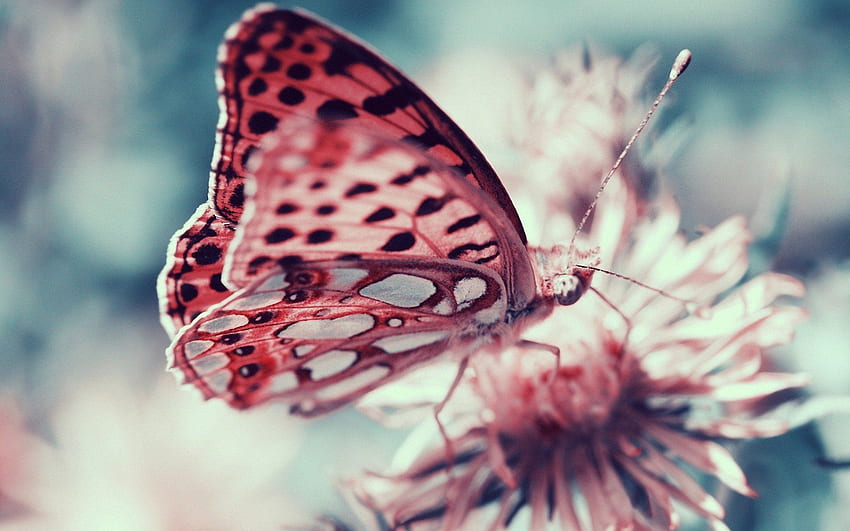 real pink butterfly