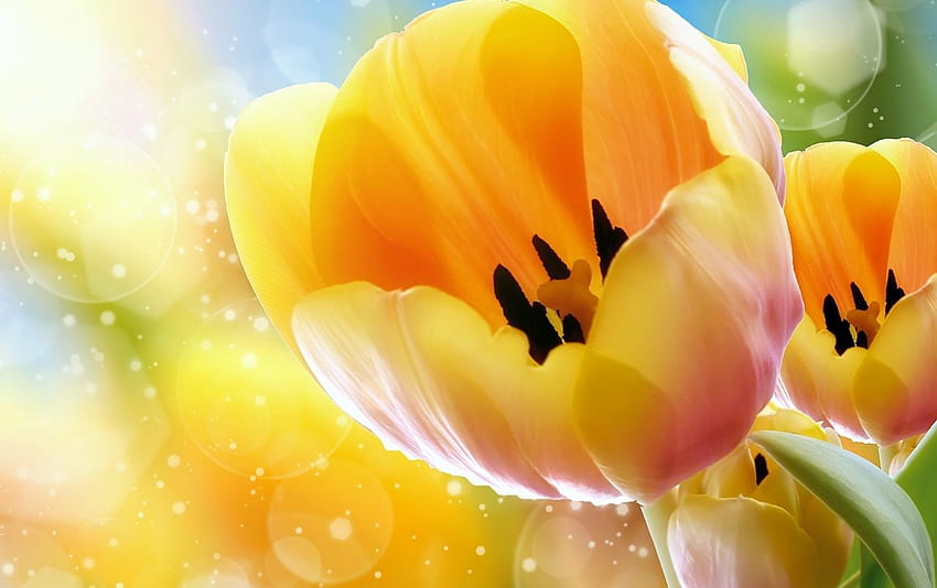 Tulipes jaunes. Stock de tulipes jaunes Fond d'écran HD