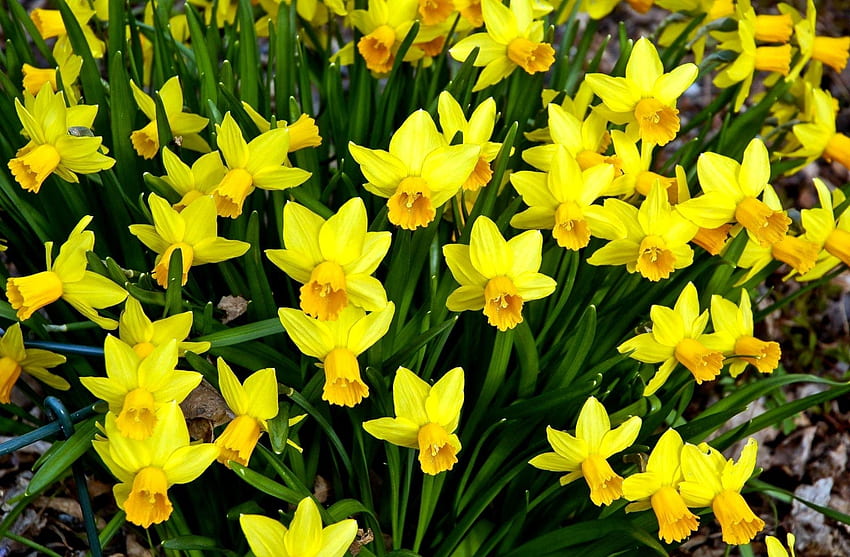 Blumen, Narzissen, Blumenbeet, Blumenbeet, Frühling HD-Hintergrundbild