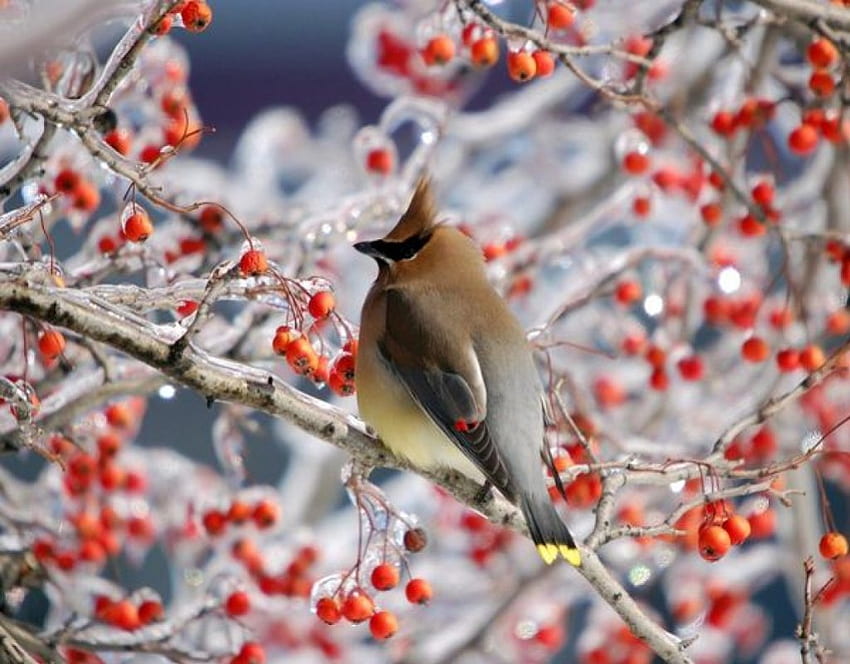 Ptak na zimowej gałęzi, zima, gałąź, ptak, jagody, natura Tapeta HD