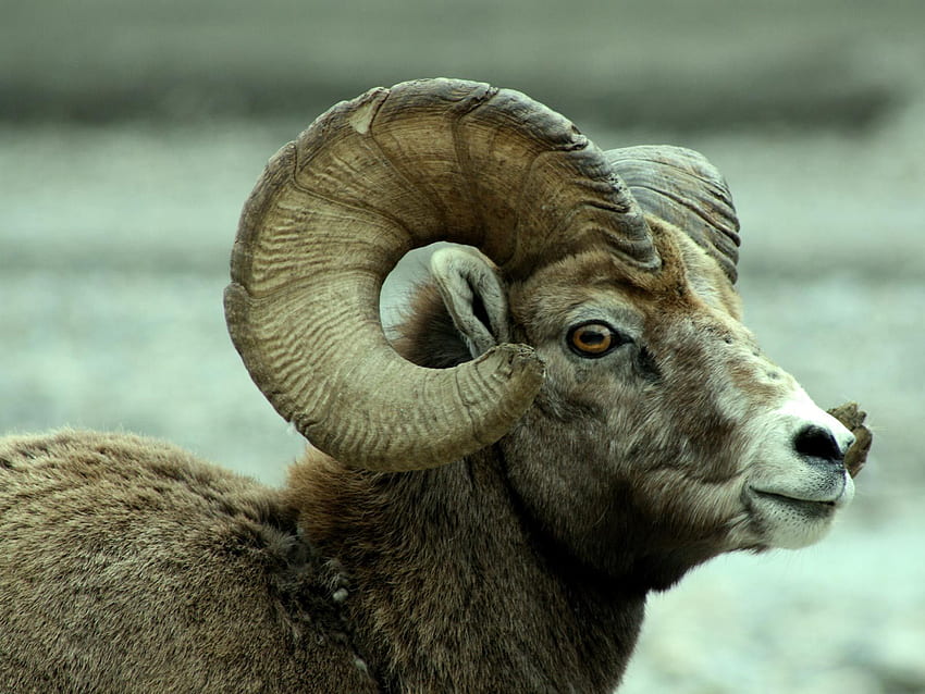 Sheep bighorn bighorn sheep animal HD wallpapers | Pxfuel