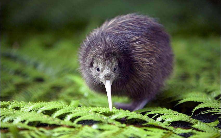 Tiere, Kiwi, Vogel, Farn HD-Hintergrundbild