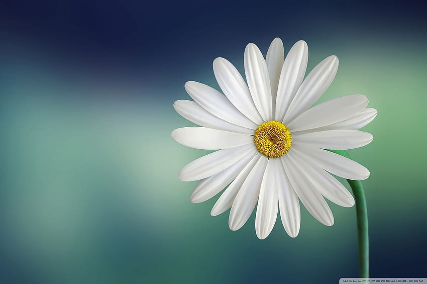 Marguerite Daisy Flower ❤ สำหรับ วอลล์เปเปอร์ HD