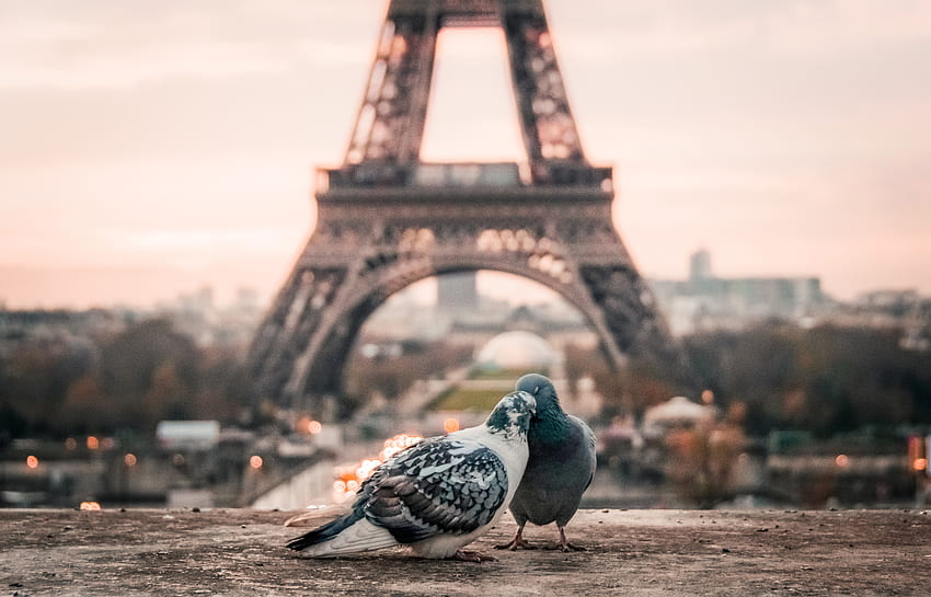동물, 비둘기, 에펠탑, 커플, 쌍 HD 월페이퍼