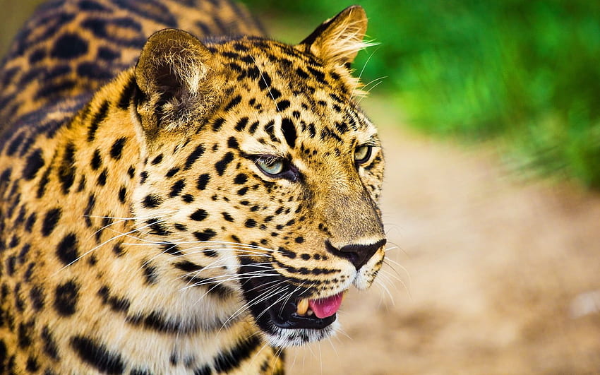 Gruñido de leopardo marrón y negro fondo de pantalla