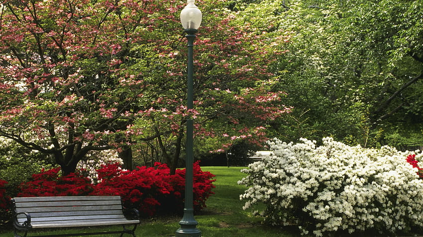 Frühling im Central Park, Bank, weiß, Central Park, rot, Bäume, New York, Blumen, Frühling HD-Hintergrundbild