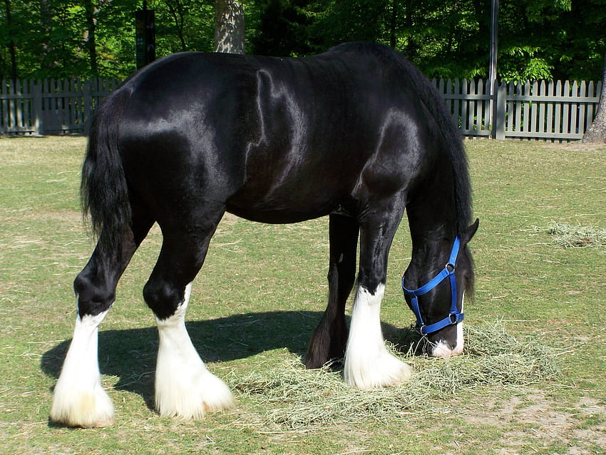 Clydesdale [] for your , Mobile & Tablet. Explore Clydesdale . Budweiser Clydesdales , Clydesdales Christmas , Anheuser Busch HD wallpaper
