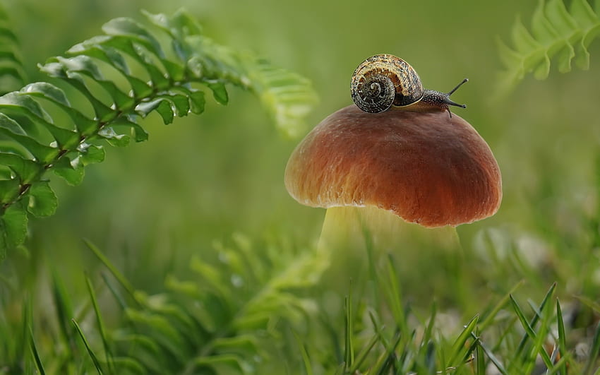Snail Wallpaper APK for Android Download