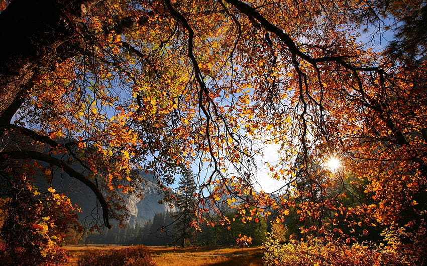 Natur, Herbst, Blätter, Sonne, Gold, Lumen, Holz, Baum, Ast, Öffnung HD-Hintergrundbild