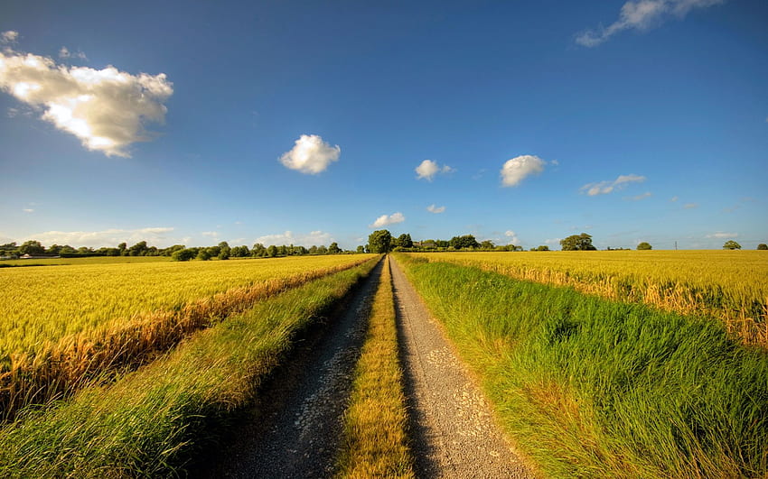 Footpath, road, sunny day, fields, clouds, summer HD wallpaper