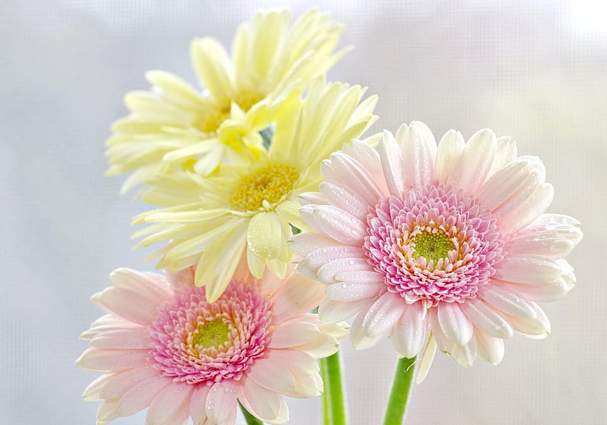 Flowers, Drops, Gerberas, Bouquet, Freshness, Tenderness HD wallpaper
