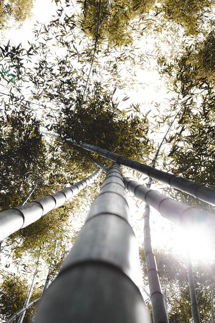 Piante, natura, foglie, bambù, tronchi, luce solare Sfondo del telefono HD