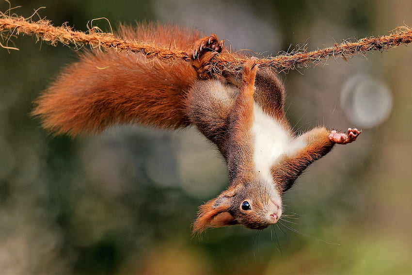 Red Squirrel Hanging Out, tail, rope, squirrel, animals HD wallpaper