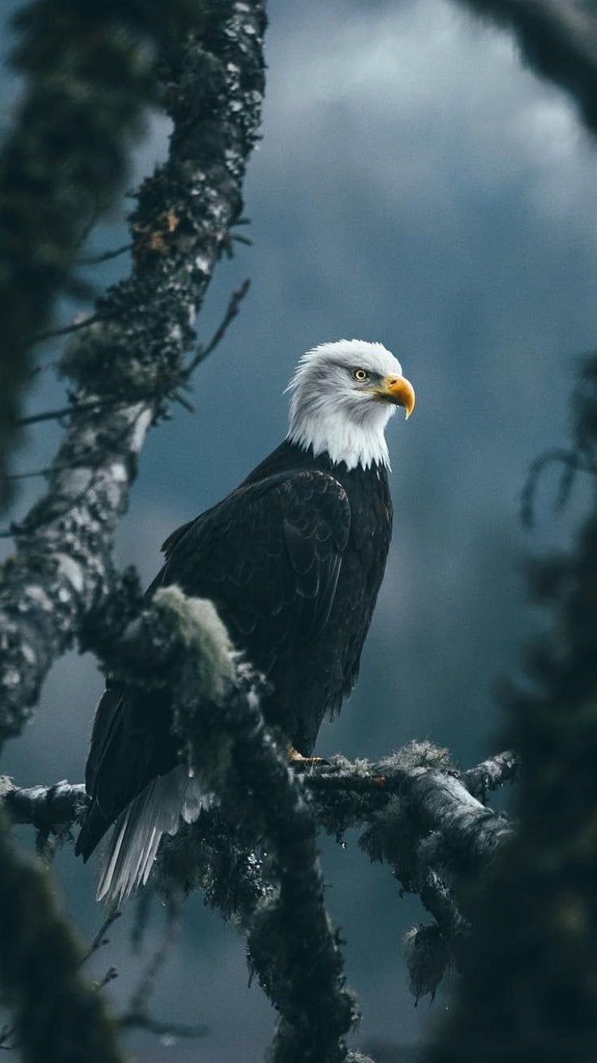 Adler - , Adlerhintergrund auf Fledermaus, gebürtiger Adler HD-Handy-Hintergrundbild