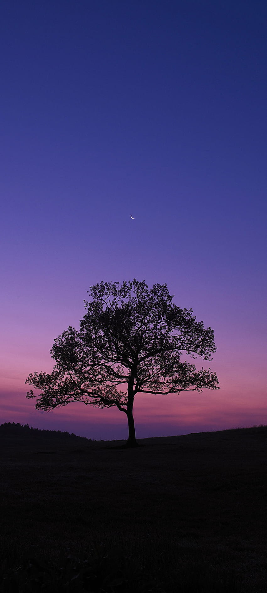 Dark Sky Tree Purple Sky Nature Resolution , Nature , , and Background, 1080x2400 ธรรมชาติ วอลล์เปเปอร์โทรศัพท์ HD