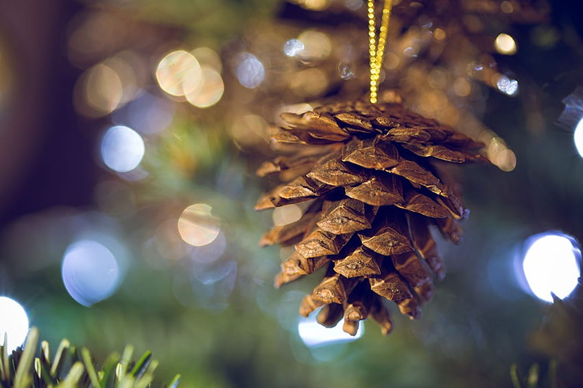 2016 Christmas Nature Conifer cone Closeup HD wallpaper