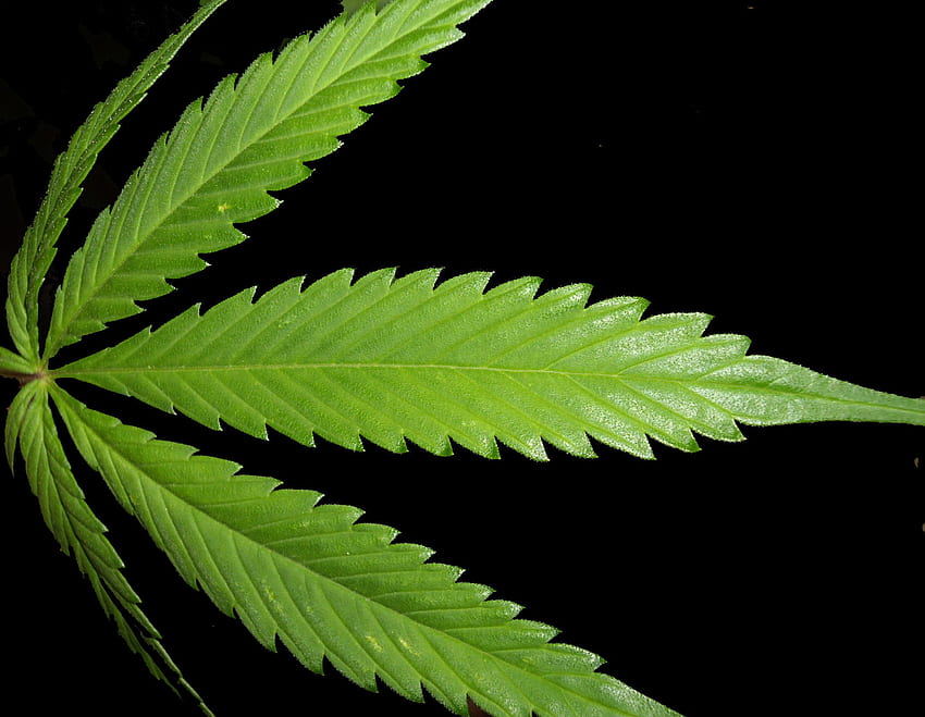 黒の背景に大きな雑草の葉WeedPad 848 - 大麻の葉 高画質の壁紙