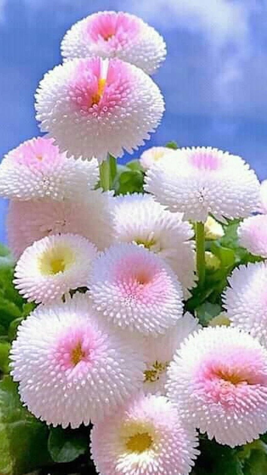 Красиви цветя, розови цветя HD тапет за телефон