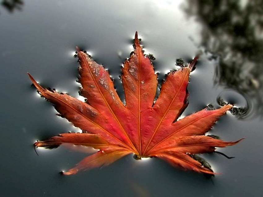 가을 잎, 가을, 잎, 물에 HD 월페이퍼