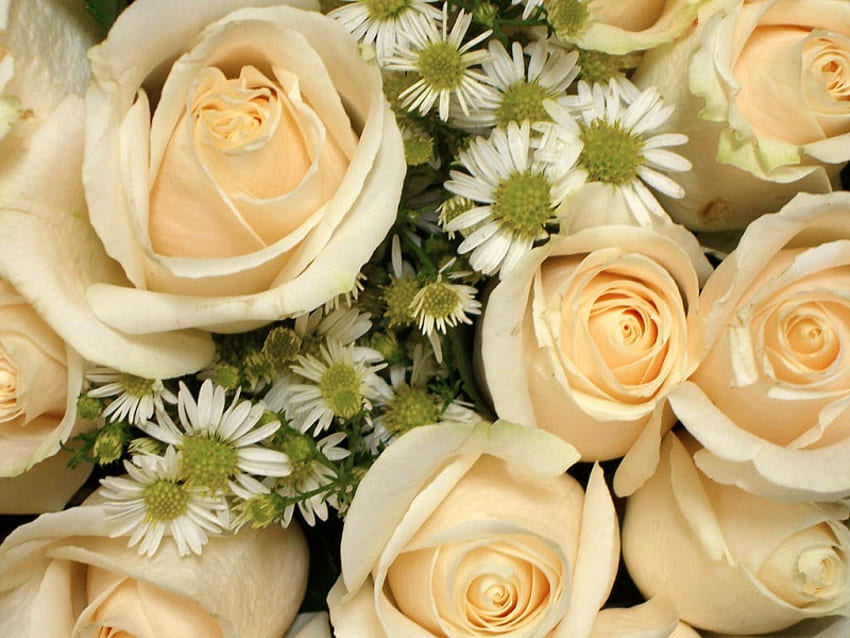 Roses blanches, blanches, roses, jolies, nature, fleurs Fond d'écran HD