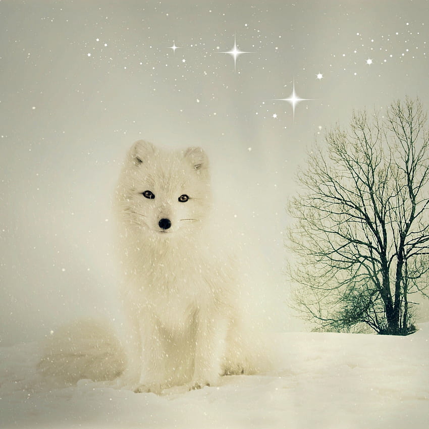Zorro de nieve ártico, lindo zorro blanco fondo de pantalla del teléfono