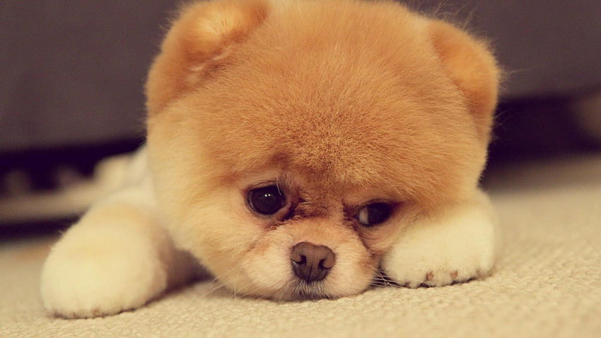 Hier ist etwas Glück =3ggIHfwkIWM. Süßer Hund, süßester Welpe aller Zeiten, süße Welpen, Pomsky HD-Hintergrundbild