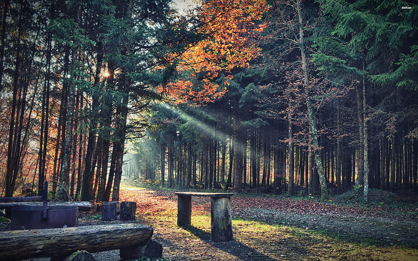 Bersantai di hutan - Alam, Musim Gugur yang Santai Wallpaper HD