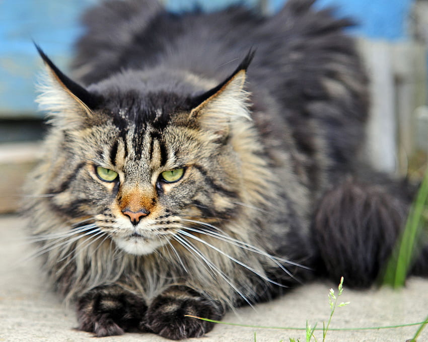 Angry but beautiful Maine Coon cat and HD wallpaper