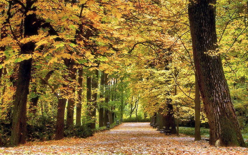 Pemandangan, Alam, Pohon, Musim Gugur Wallpaper HD
